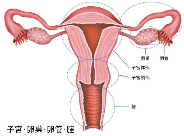 子宮と卵巣のしくみについて